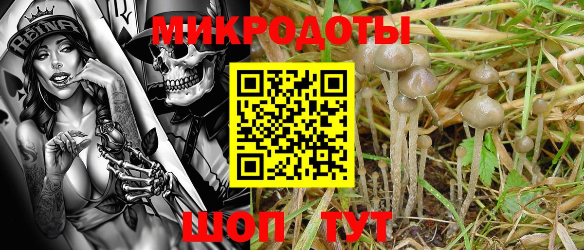 Псилоцибиновые грибы Psilocybe Касимов